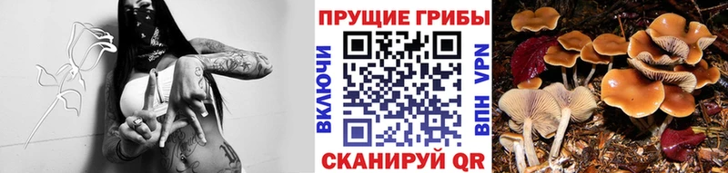 где купить наркотик  Сухиничи  Псилоцибиновые грибы мицелий 